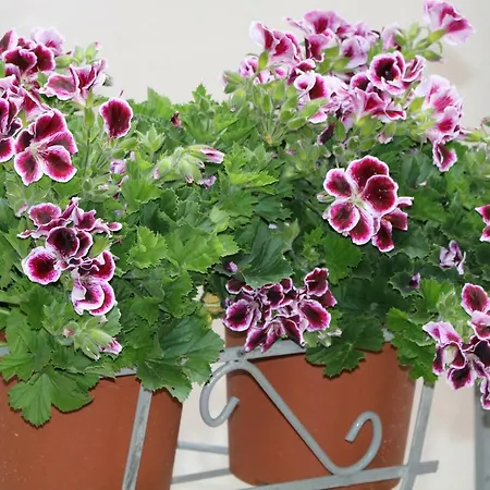 L'elefante Oda ve Kahvaltı